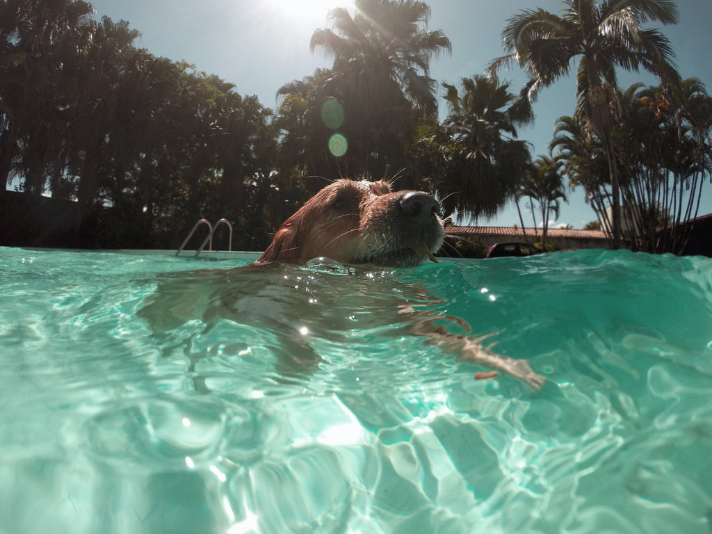 5 Ways to Protect Your Dogs from the Summer Heat