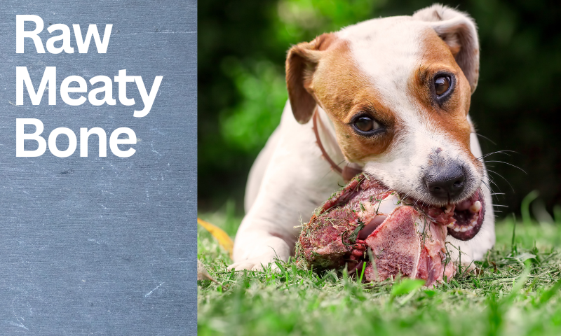 Which Raw Meaty Bones Are Right For Your Dog?