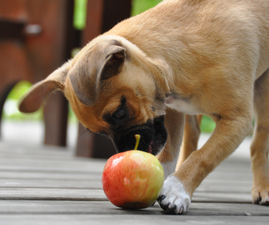 The Benefits of Feeding Your Dog Apples