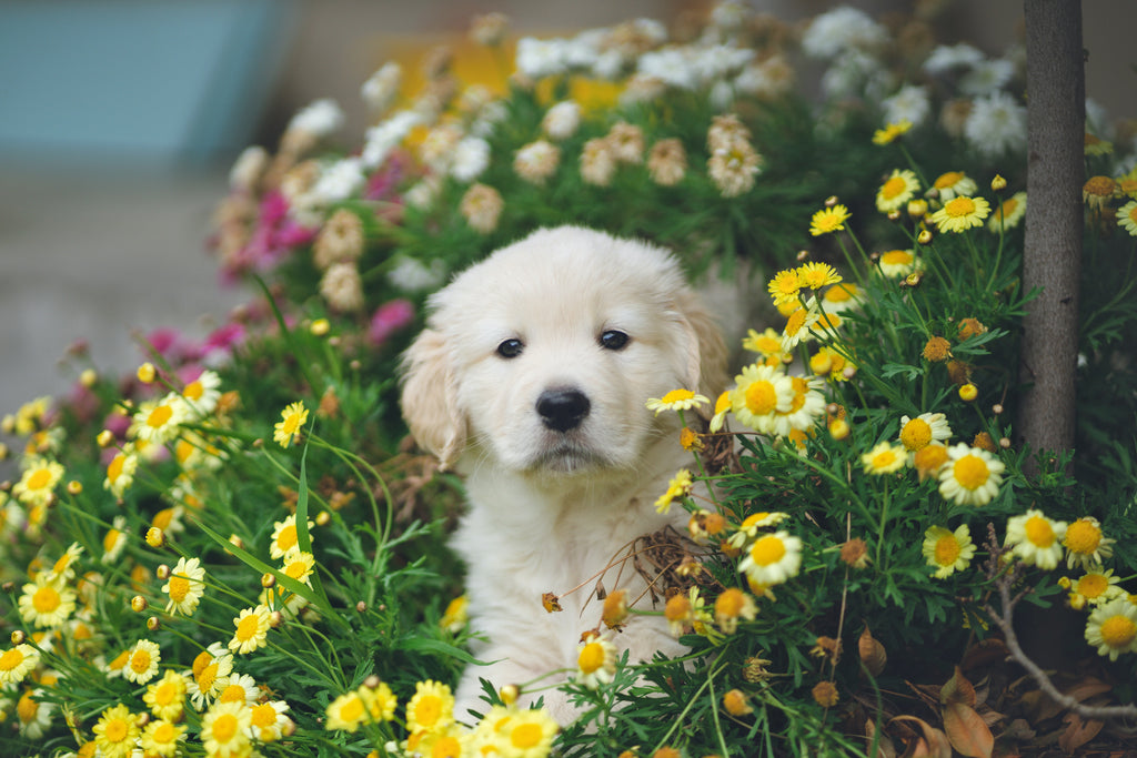 8 Pretty Flowers That are Toxic to Pets- JUST RAW PET FOOD – Just