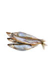 Capelin