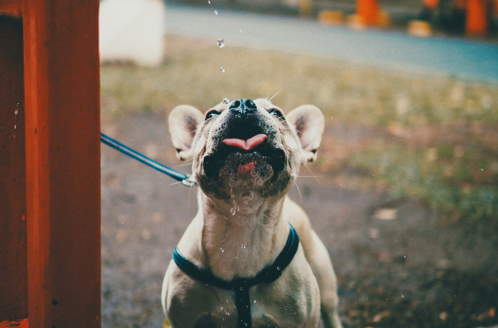 4 Tips for Keeping Your Dog Hydrated this Summer