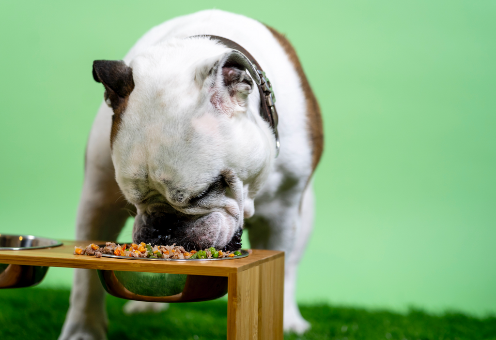 5 Tips for Feeding Dogs that are Picky Eaters