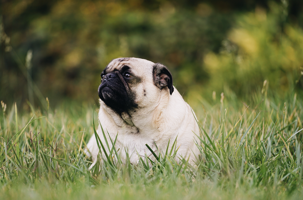5 Ways to Combat Dog Obesity
