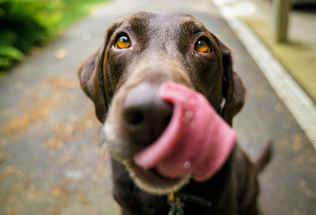 8 Dangerous Foods Dogs Should Never Eat