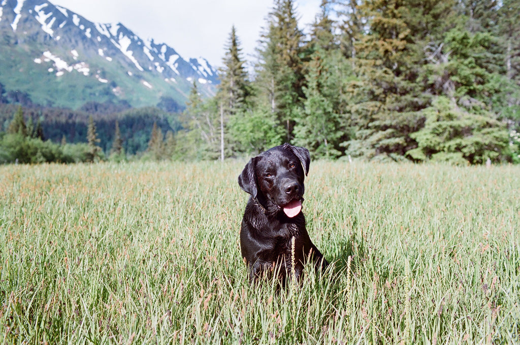 Canada’s Most Popular Dog Breed by Province