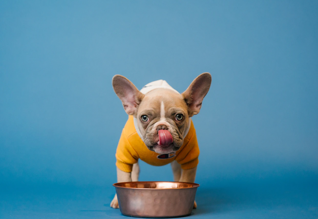 Choosing the Right Dog Food Bowl Material
