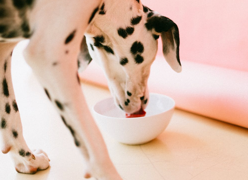 How Much Water Do Dogs Need?