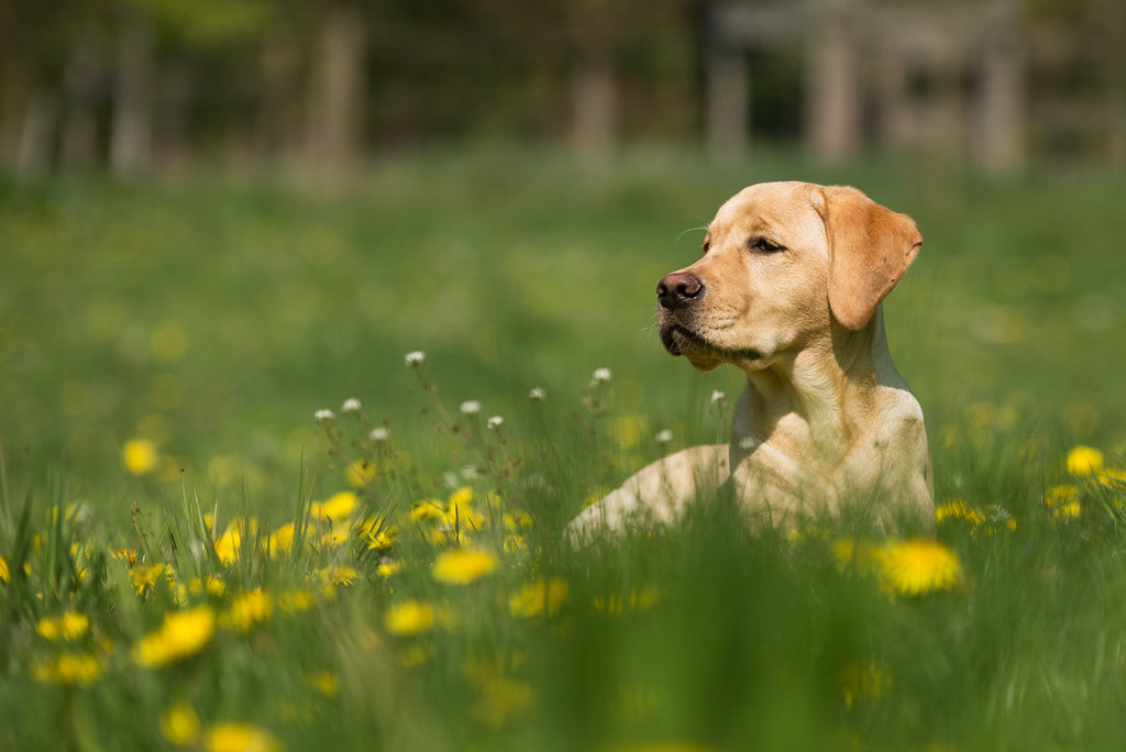 10 Most Popular Dog Breeds in Canada