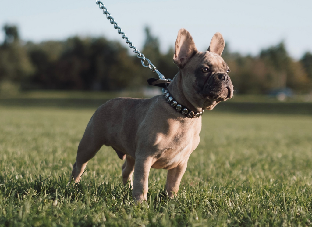 10 Most Popular Small Dog Breeds