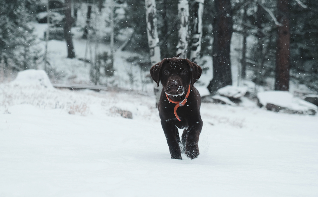 Pros and Cons of Getting a Winter Puppy