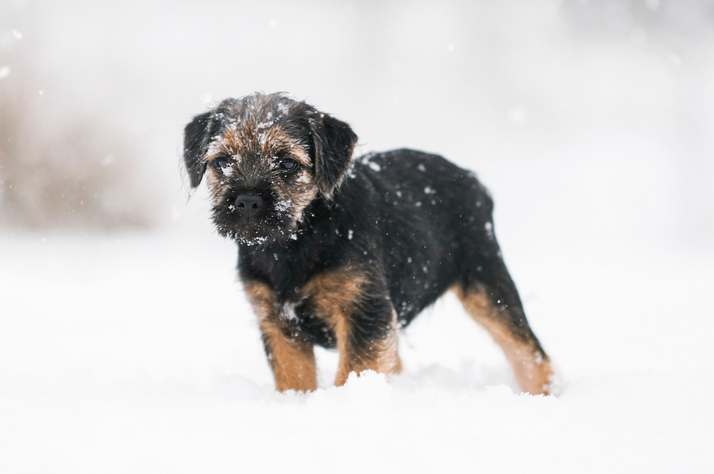 How to Prevent and Treat Dog Dry Skin