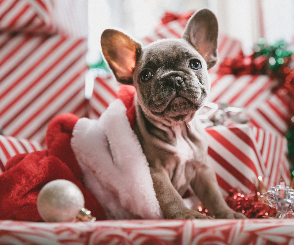6 Tips for Keeping Your Dog Safe this Christmas