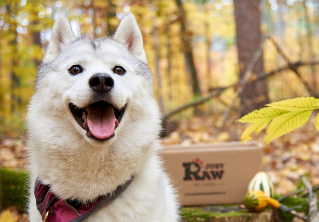 How to Order Just Raw Pet Food