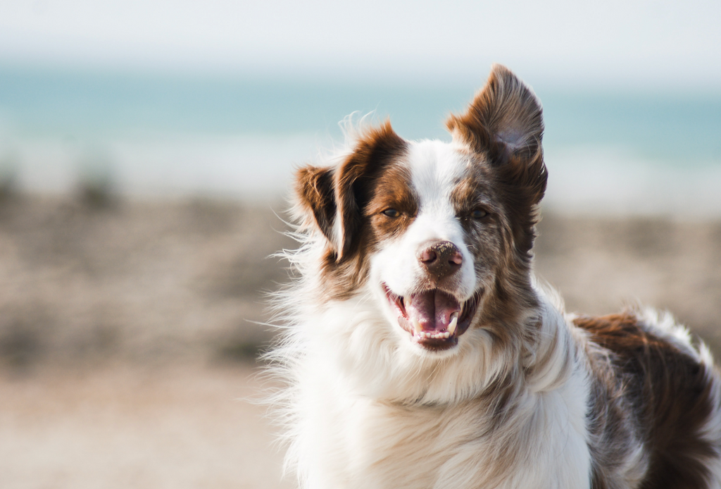 Canada’s Most Popular Dog Names in 2020