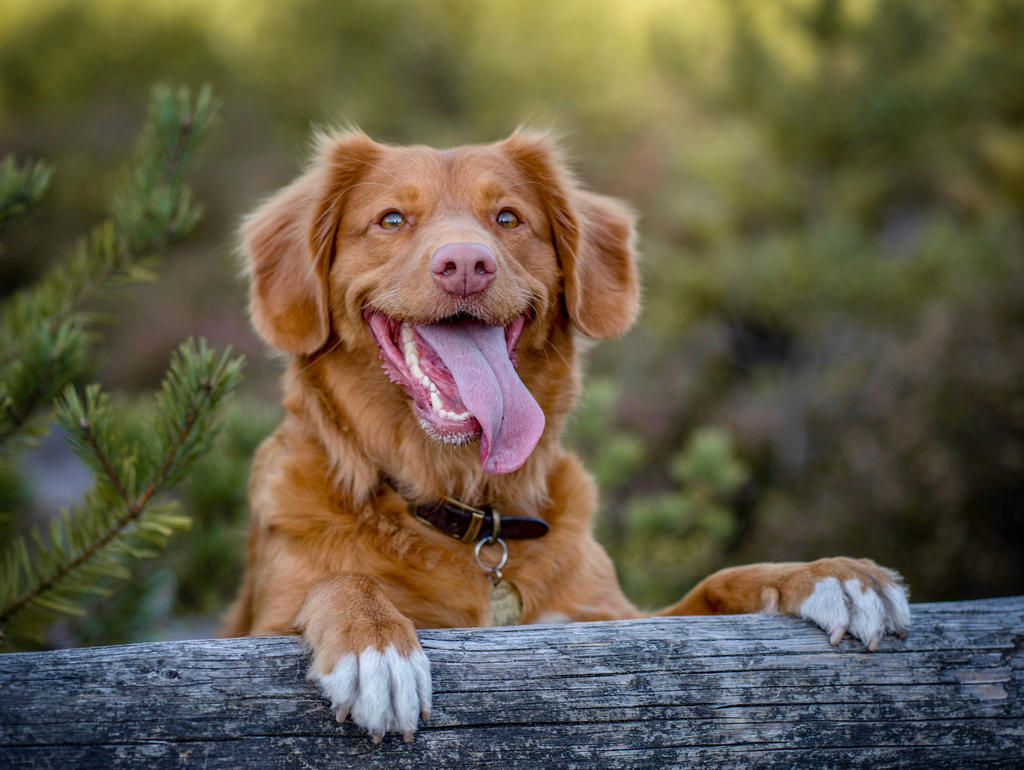 5 Dog Breeds That are From Canada