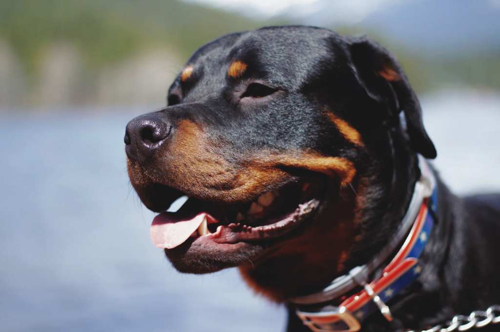 10 Most Popular Large Dog Breeds