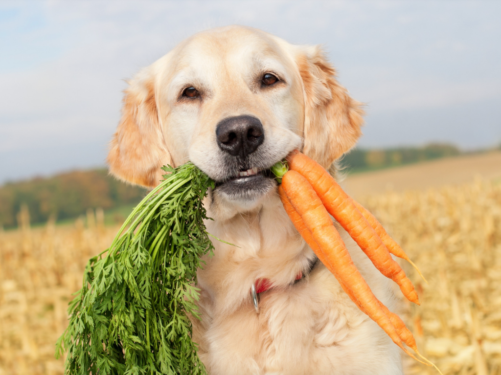 Can Dogs Be Vegan?