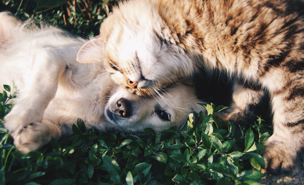 Toronto’s Most Popular Dog and Cat Names are the Same