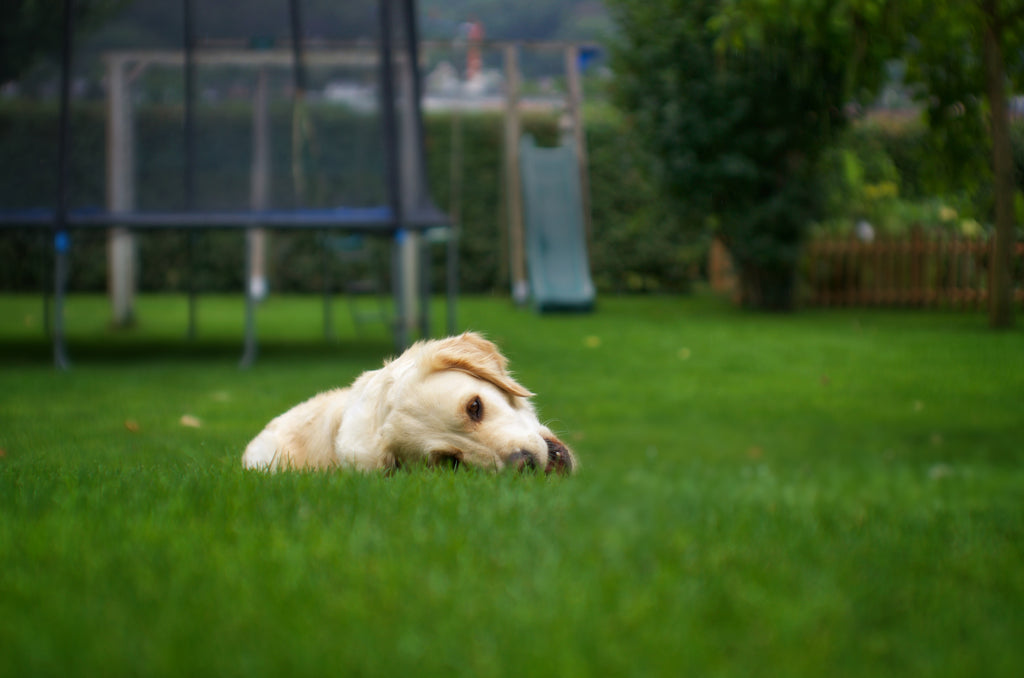 Why Do Dogs Eat Grass?