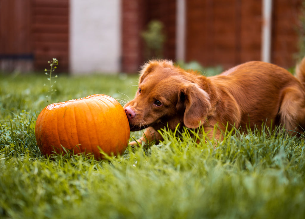 Tasty Vegetables that are Great for Dogs