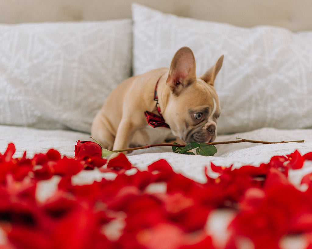 6 Tips for Keeping Your Pet Safe this Valentine’s Day