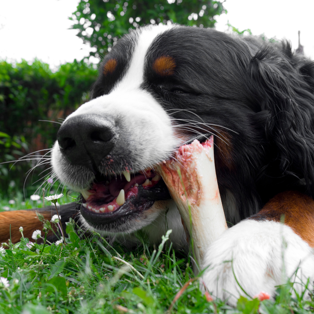 Just Raw Now Offering Raw Meaty Bones!