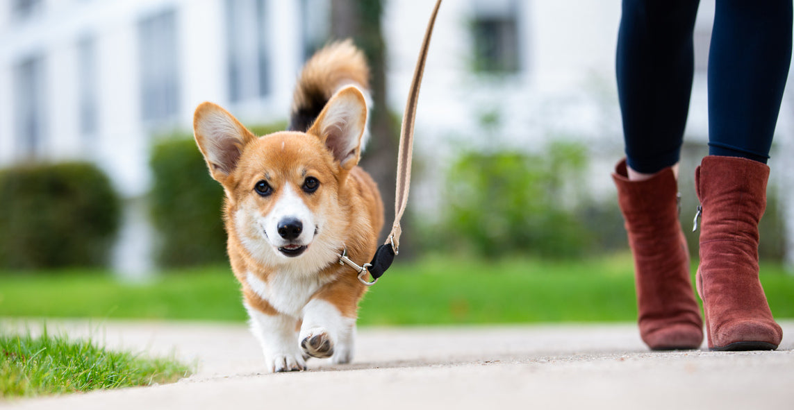 Corgi enjoying a walk outdoors