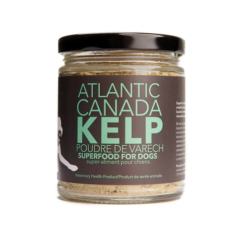 Atlantic Kelp